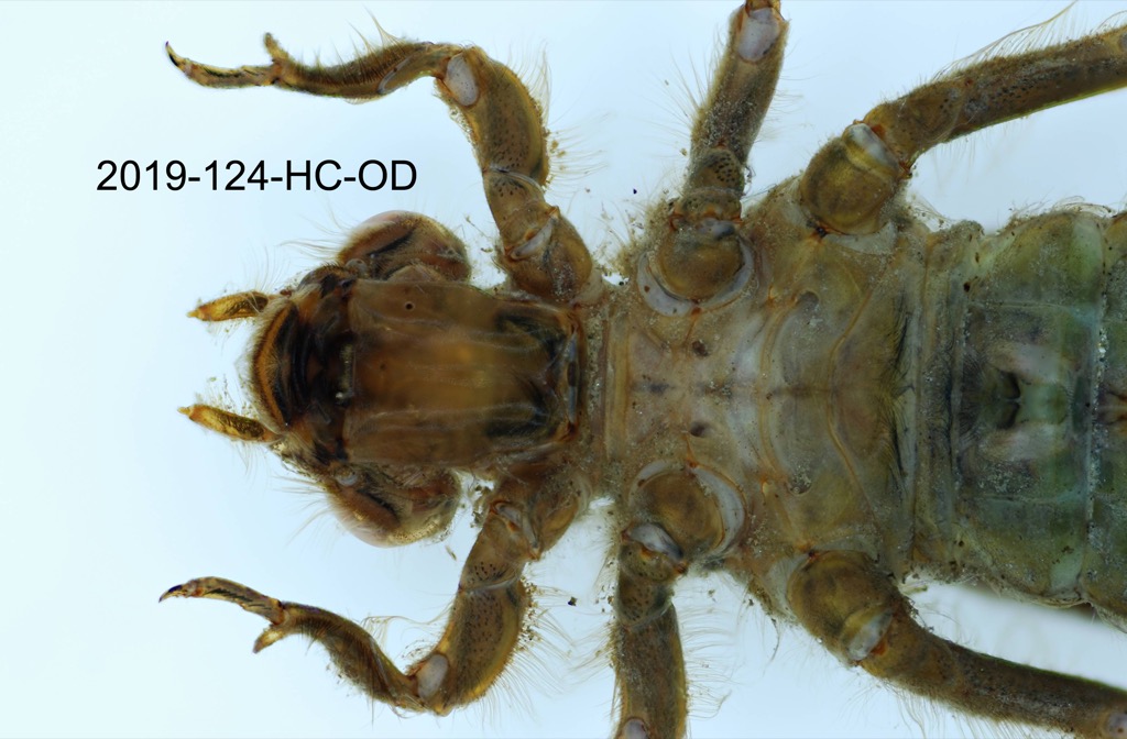 head and thorax ventral