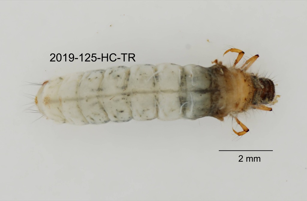 dorsal
