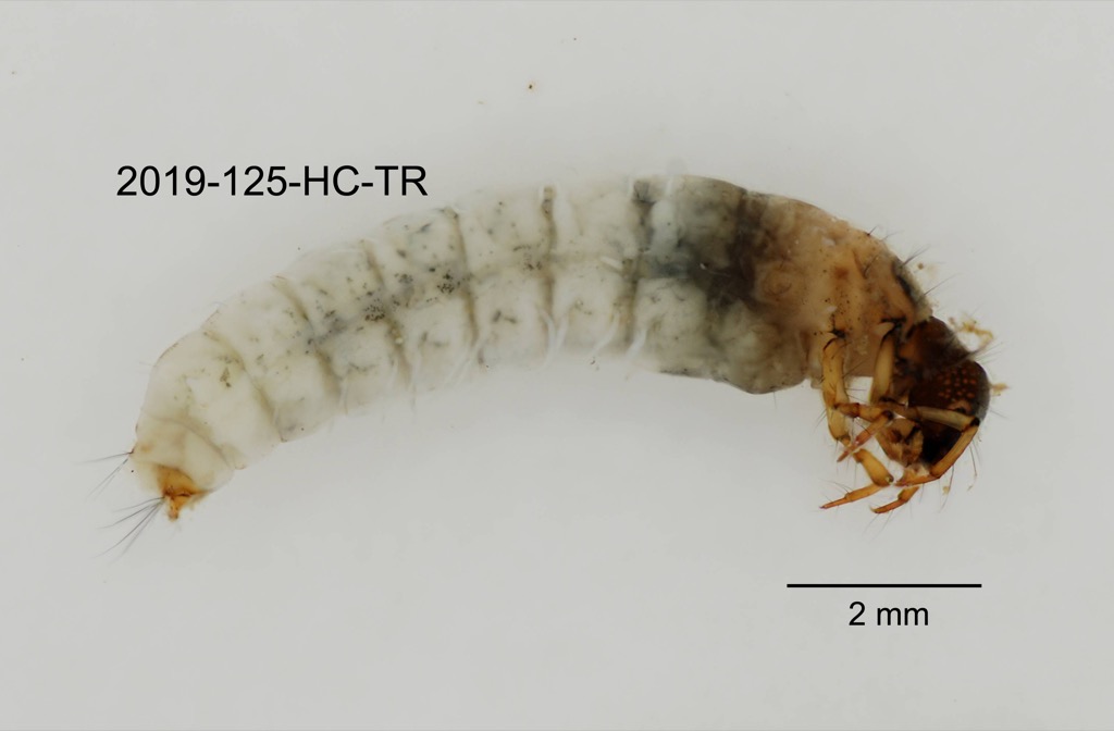 lateral
