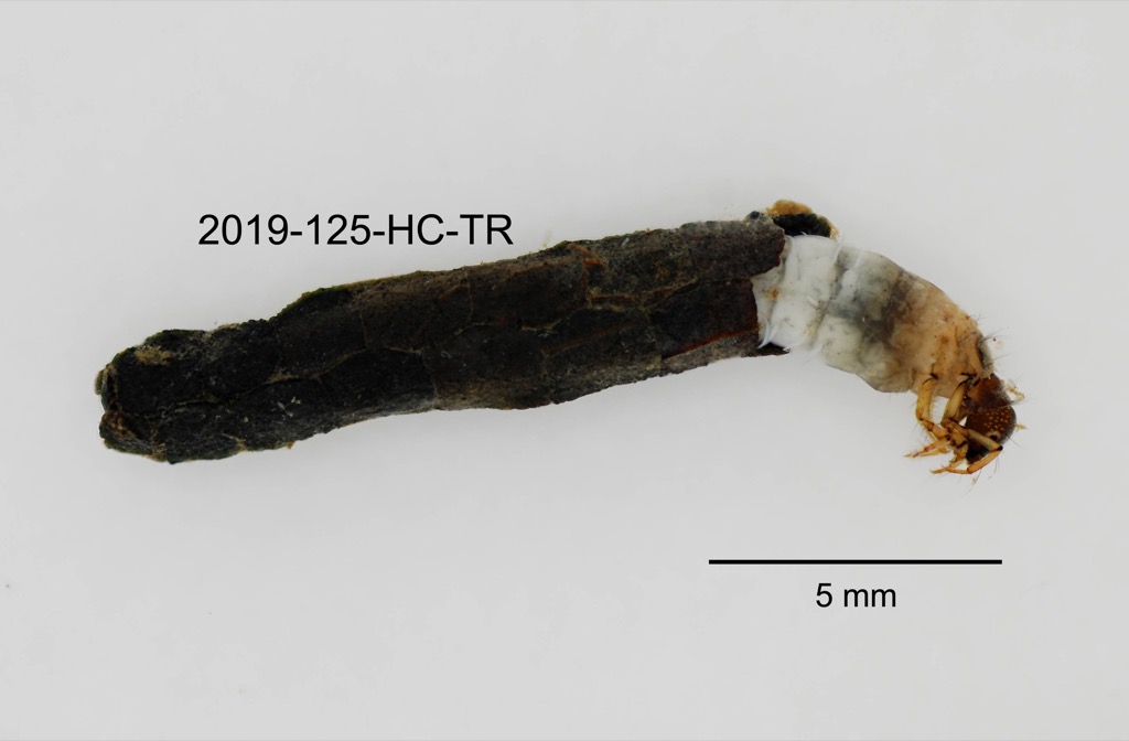 case lateral
