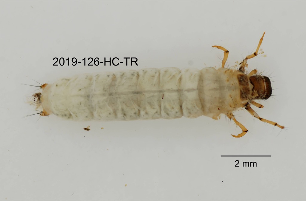 dorsal