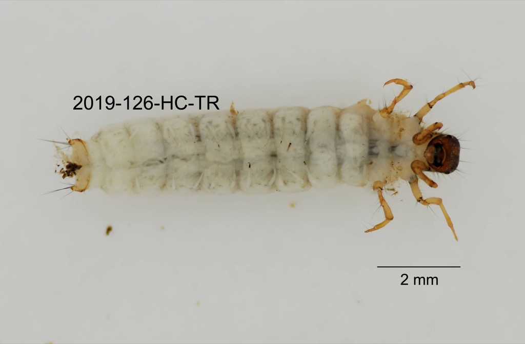 ventral