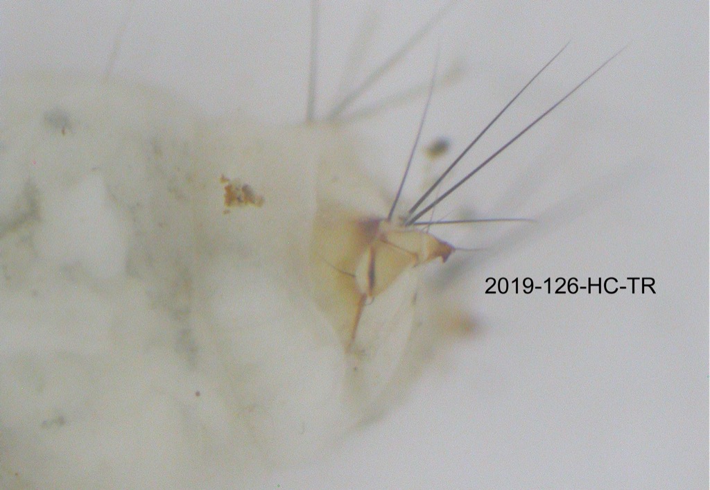 anal proleg lateral