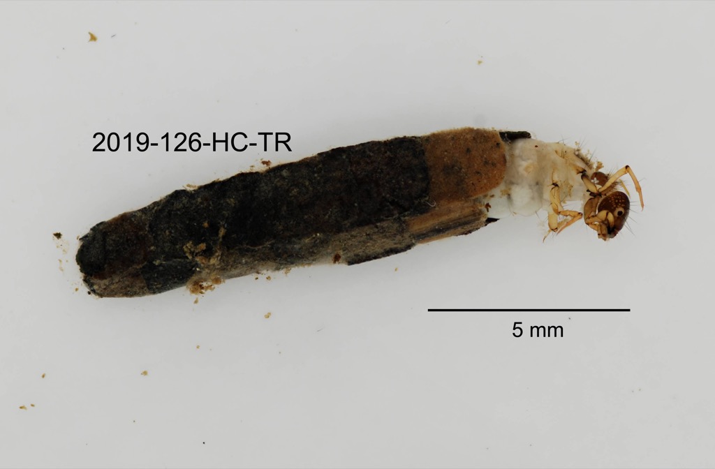 case lateral