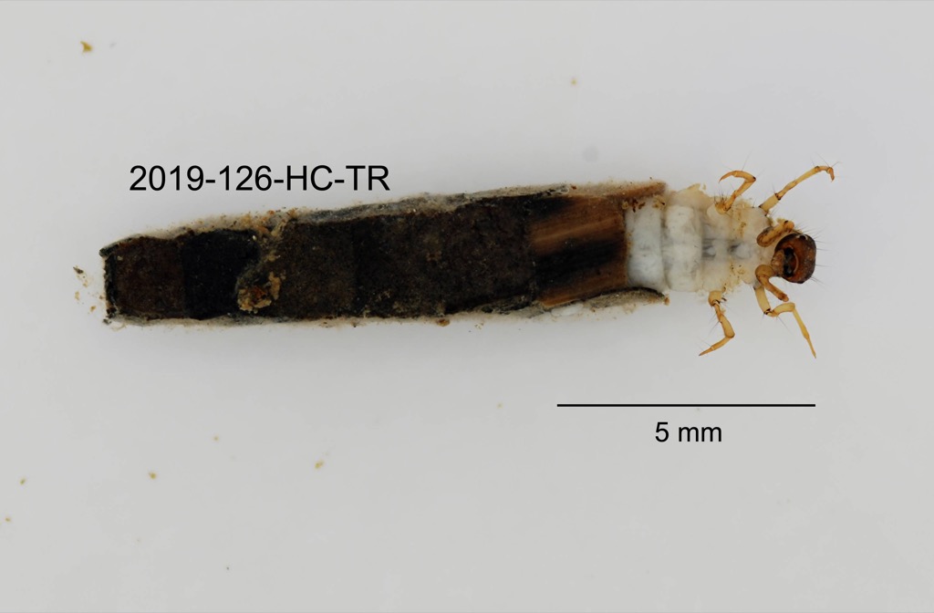 case ventral