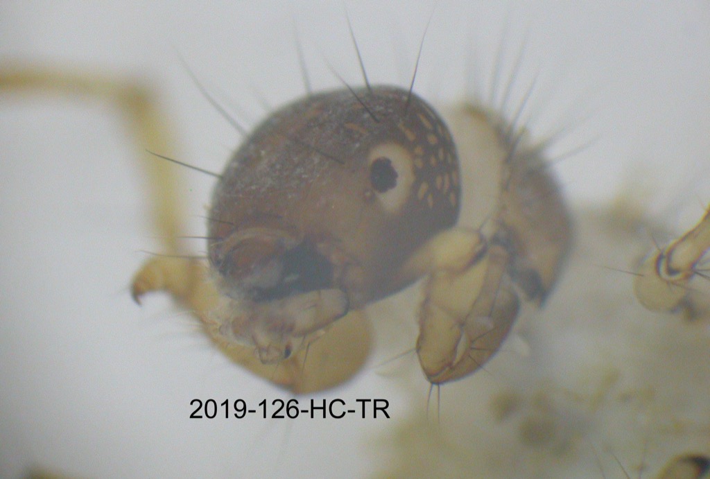 head lateral