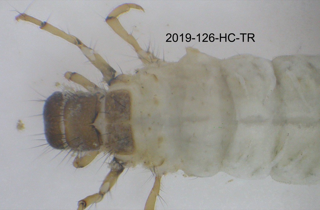 thorax dorsal