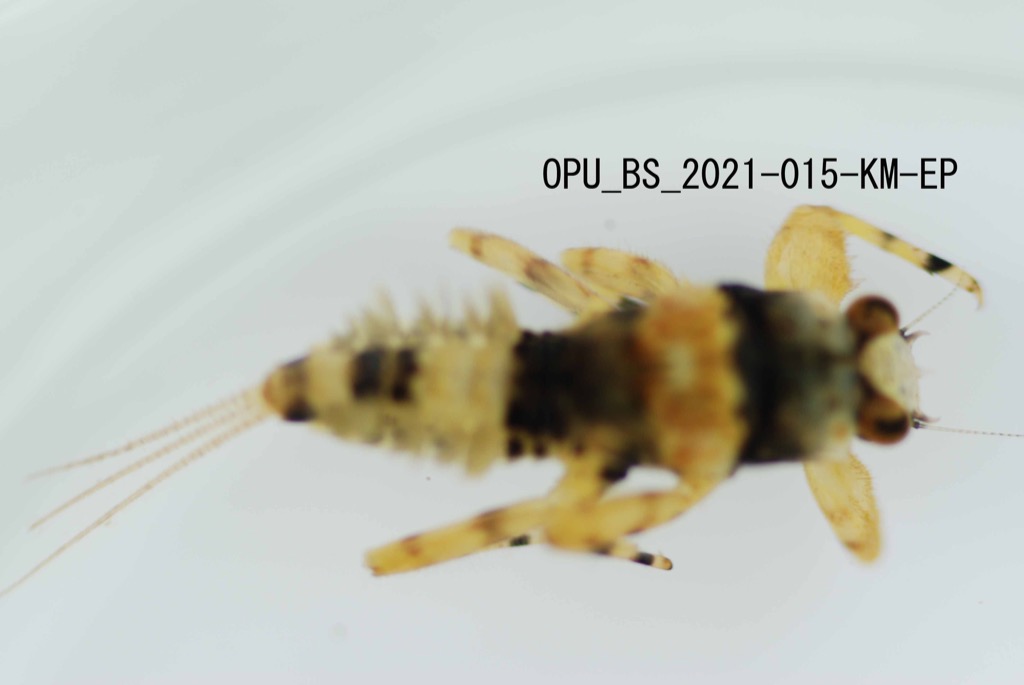 dorsal