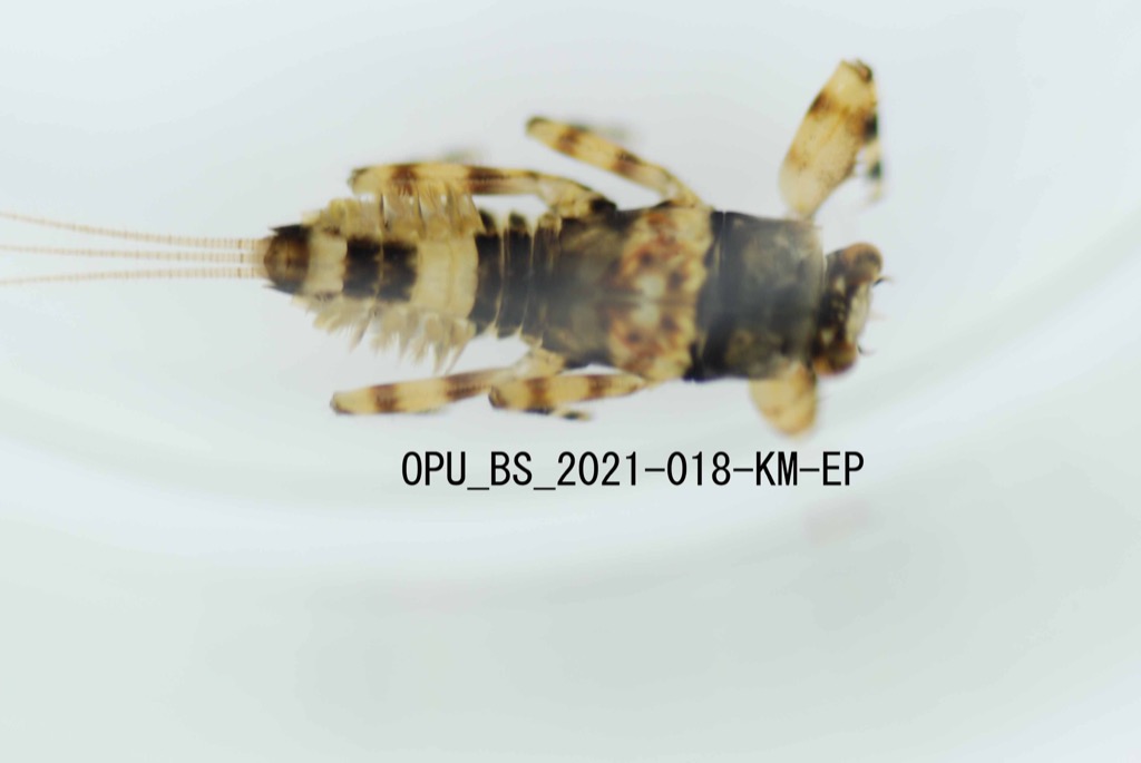 dorsal