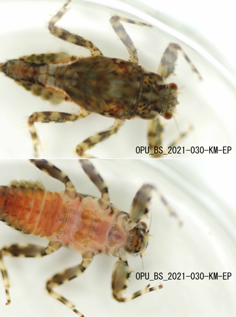 dorsal ventral