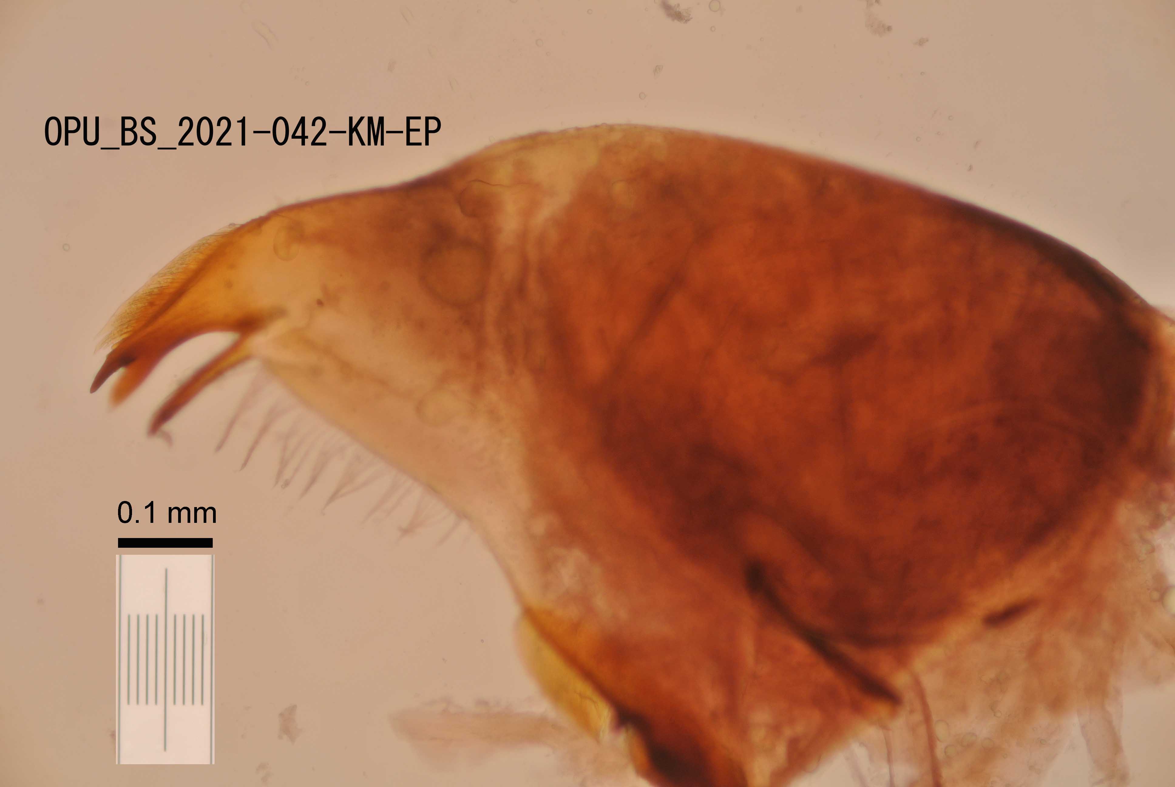 mandible