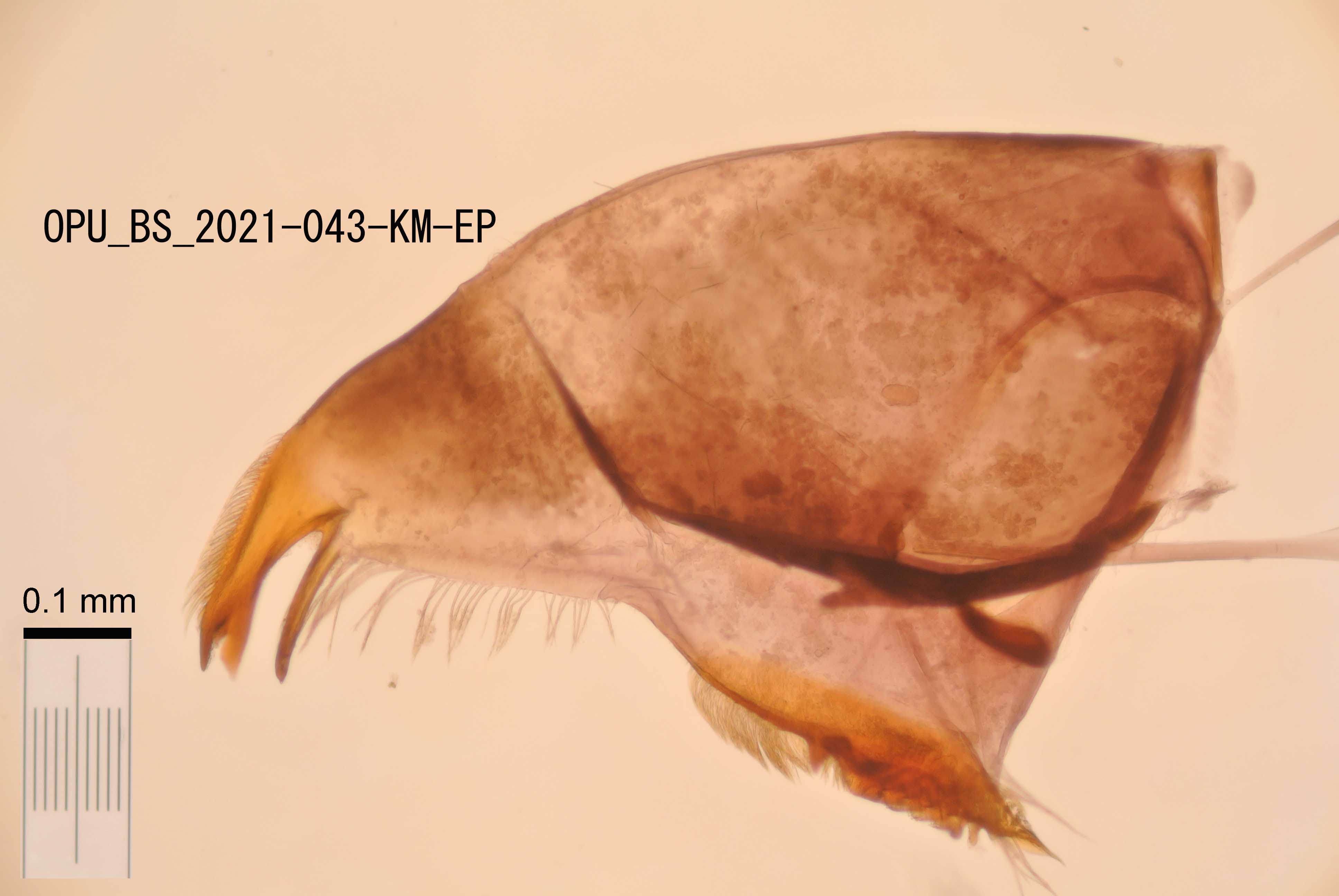 mandible