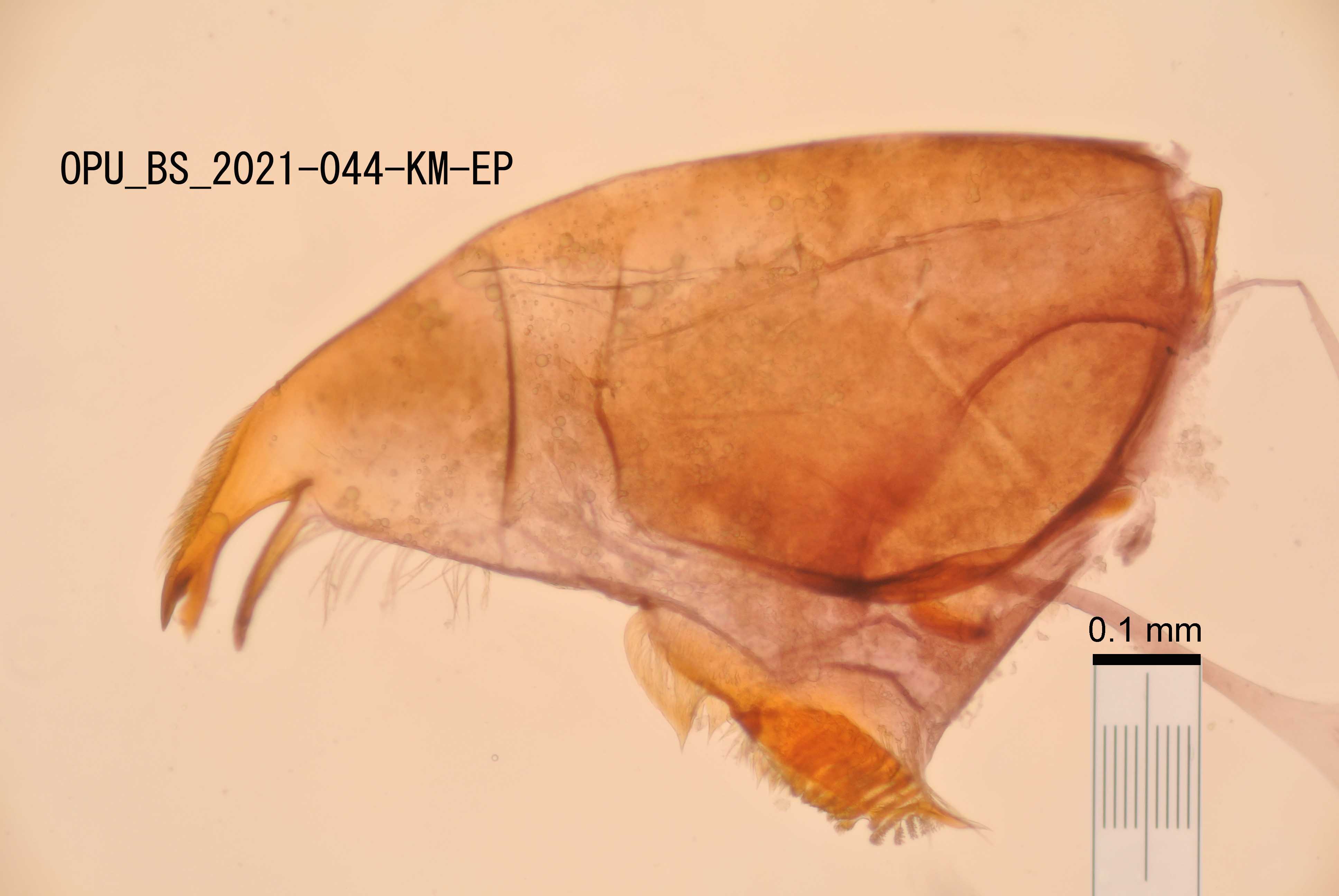 mandible
