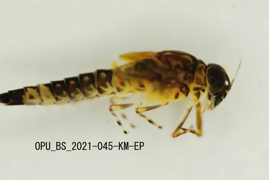 lateral