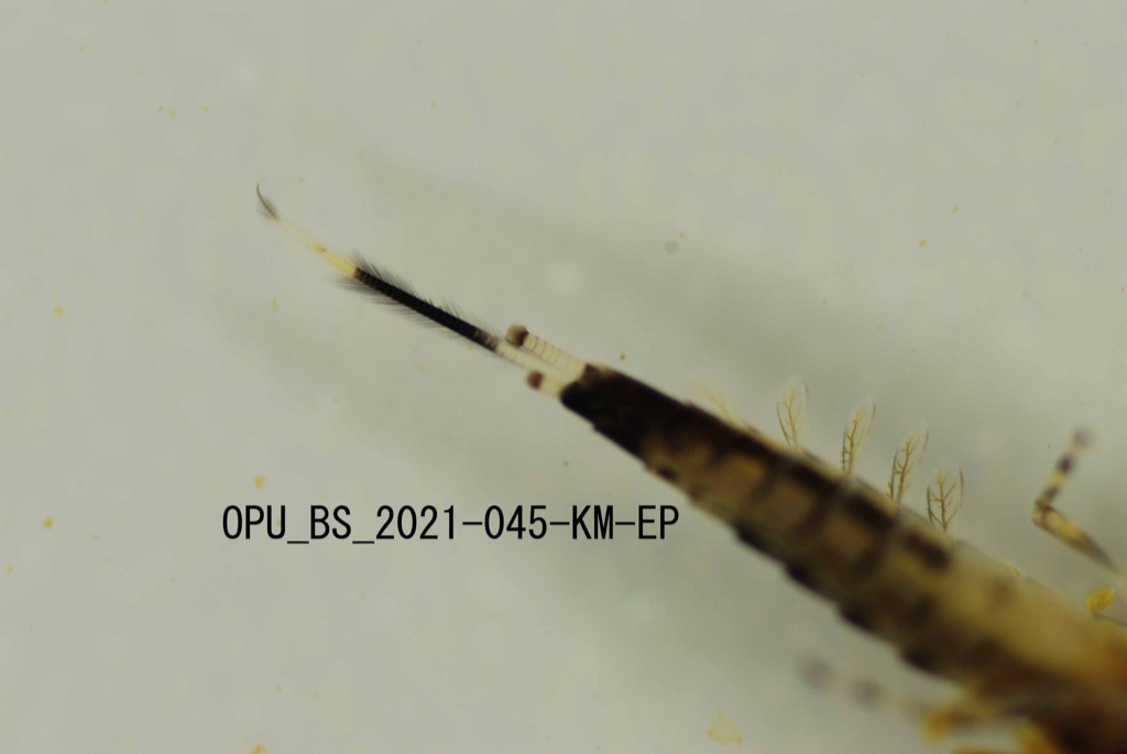 cerci
