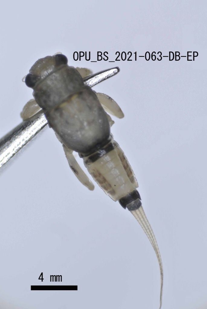 dorsal