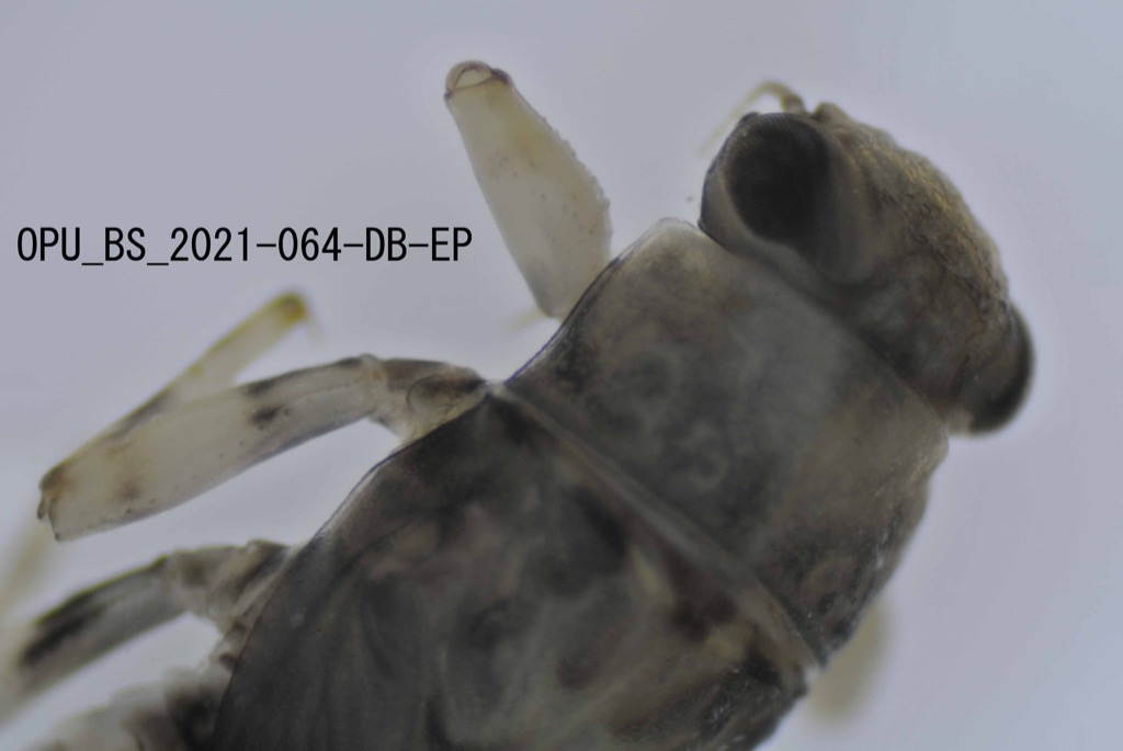 head and thorax dorsal