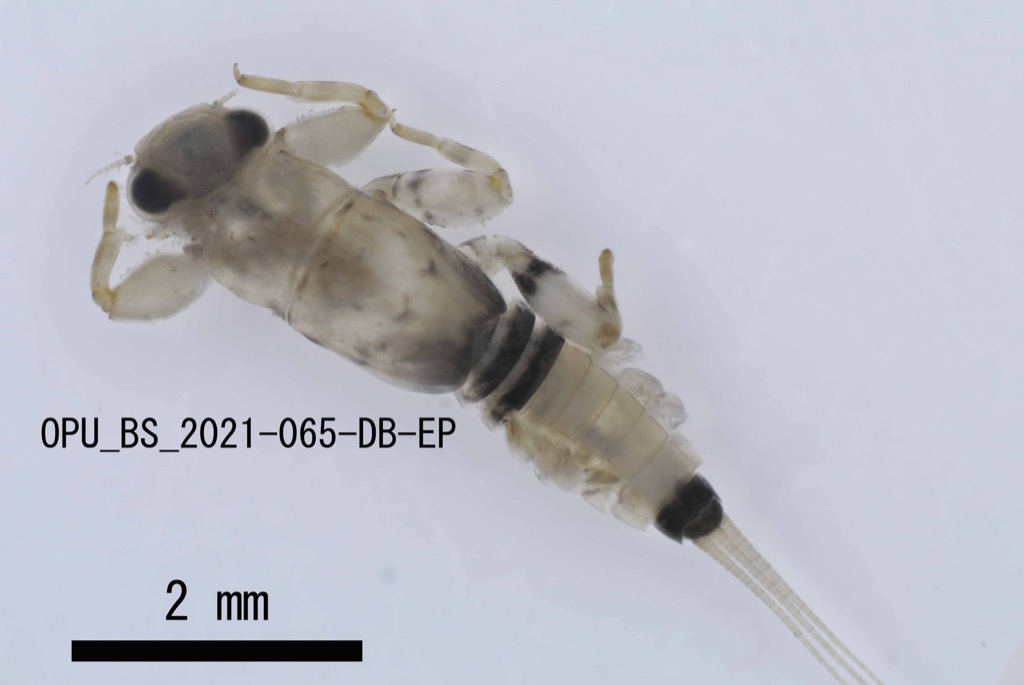 dorsal