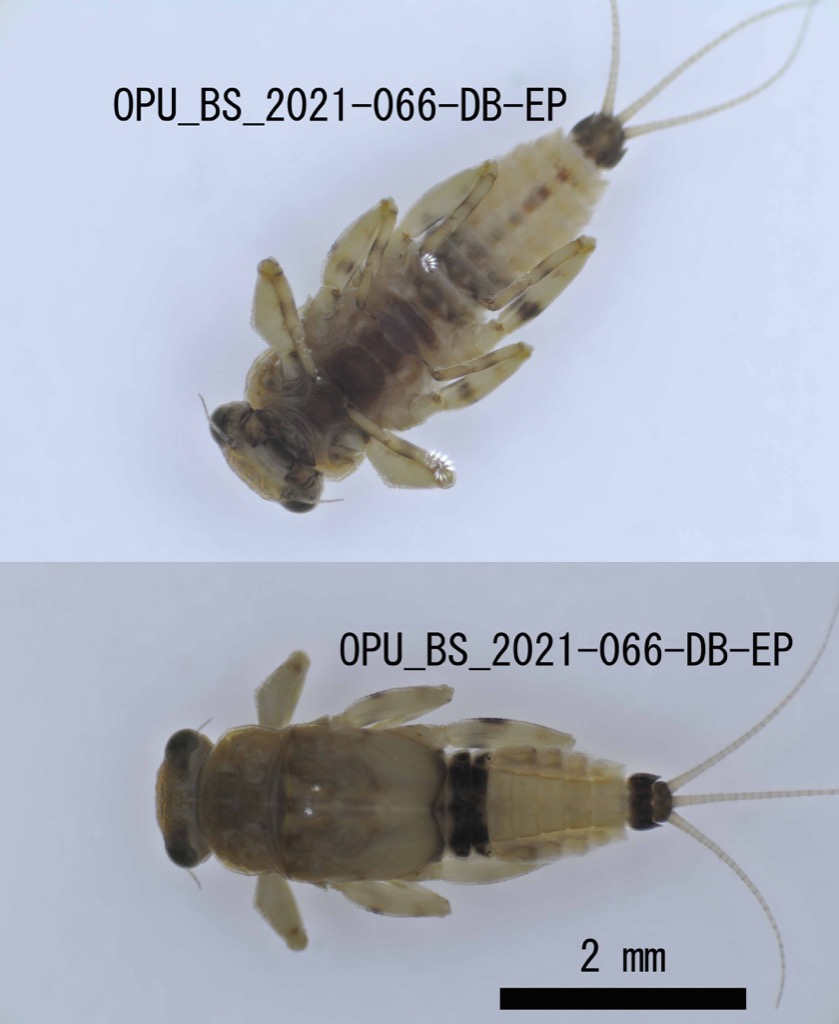 ventral dorsal