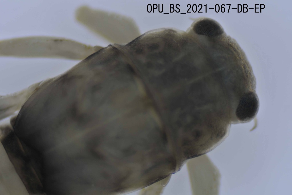 head and thorax dorsal