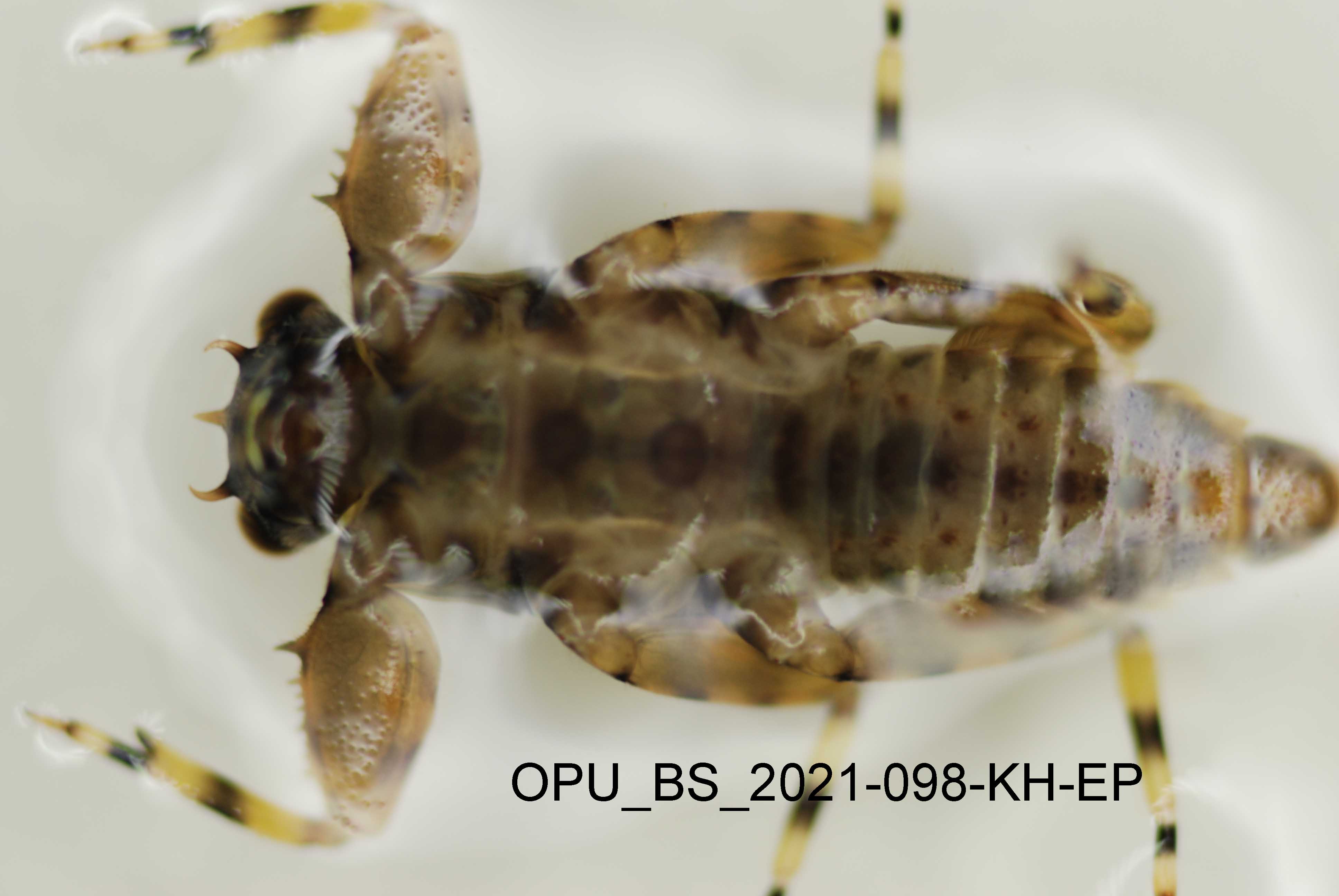 dorsal