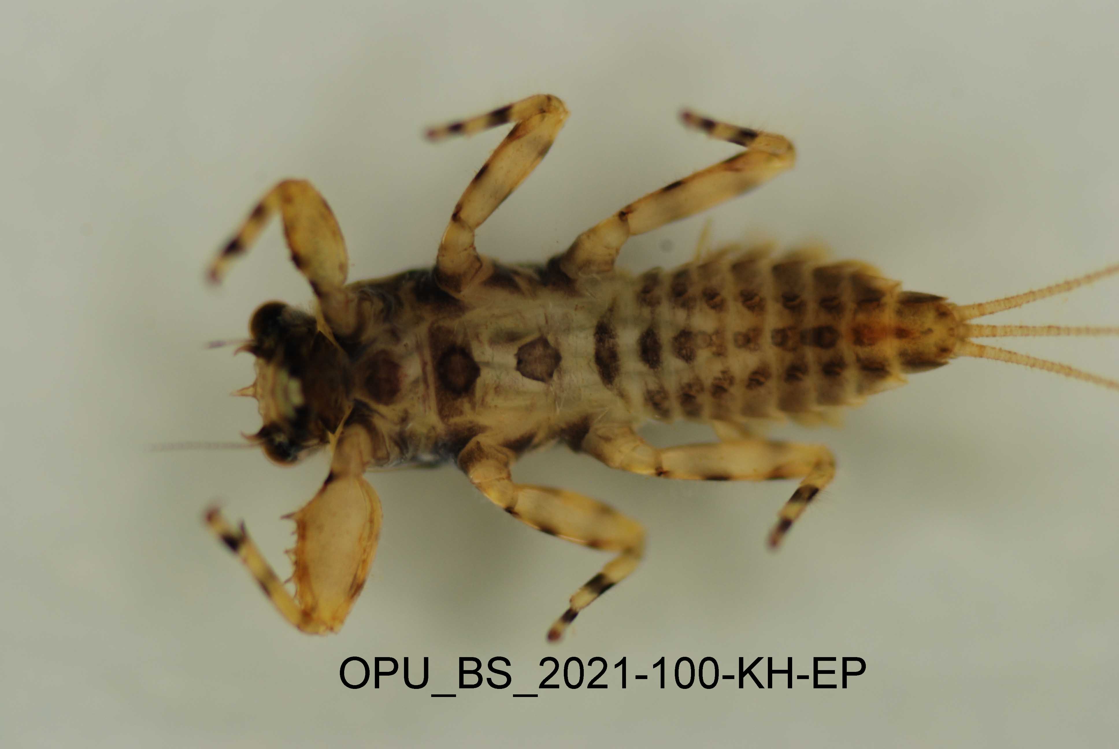 ventral