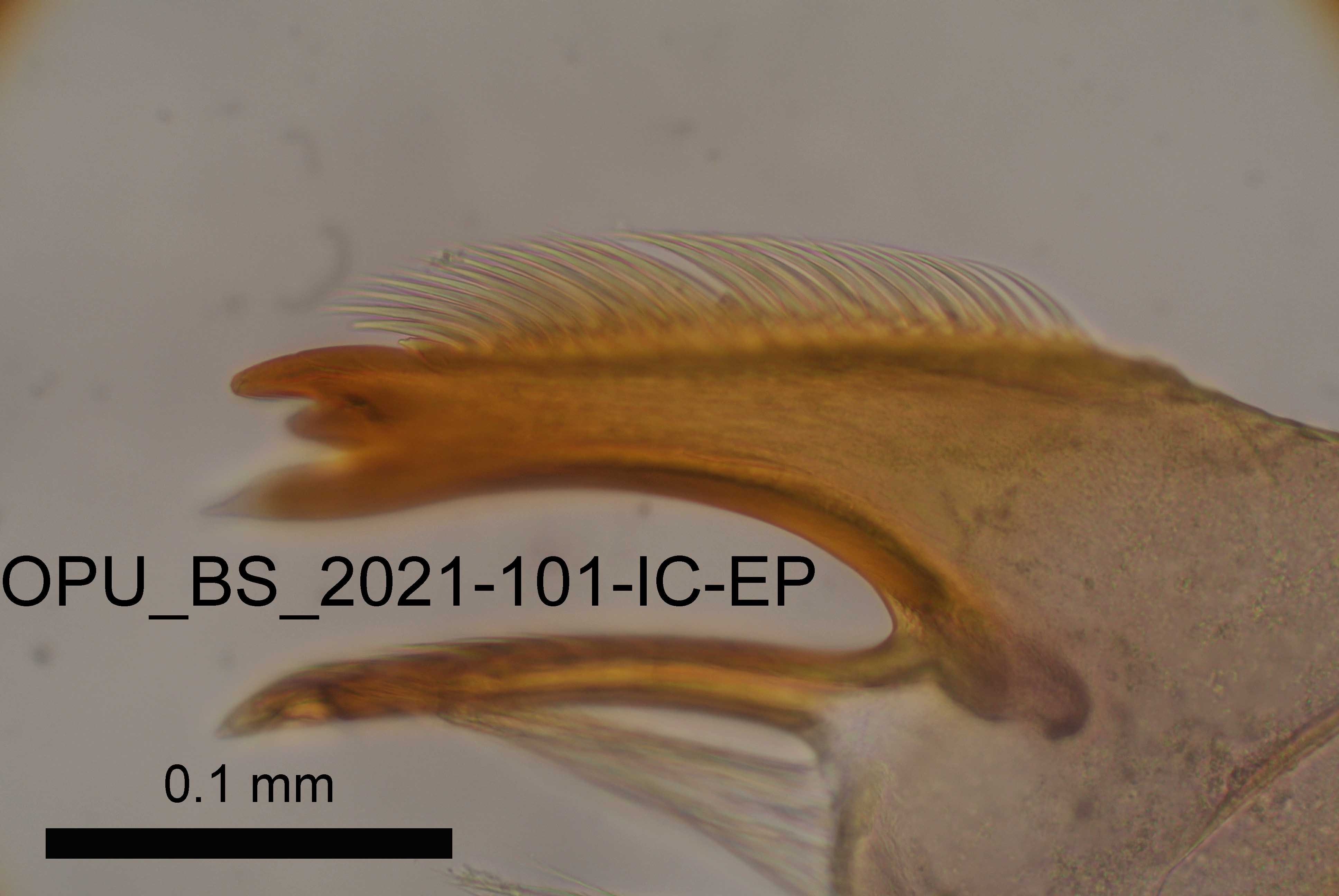 mandible