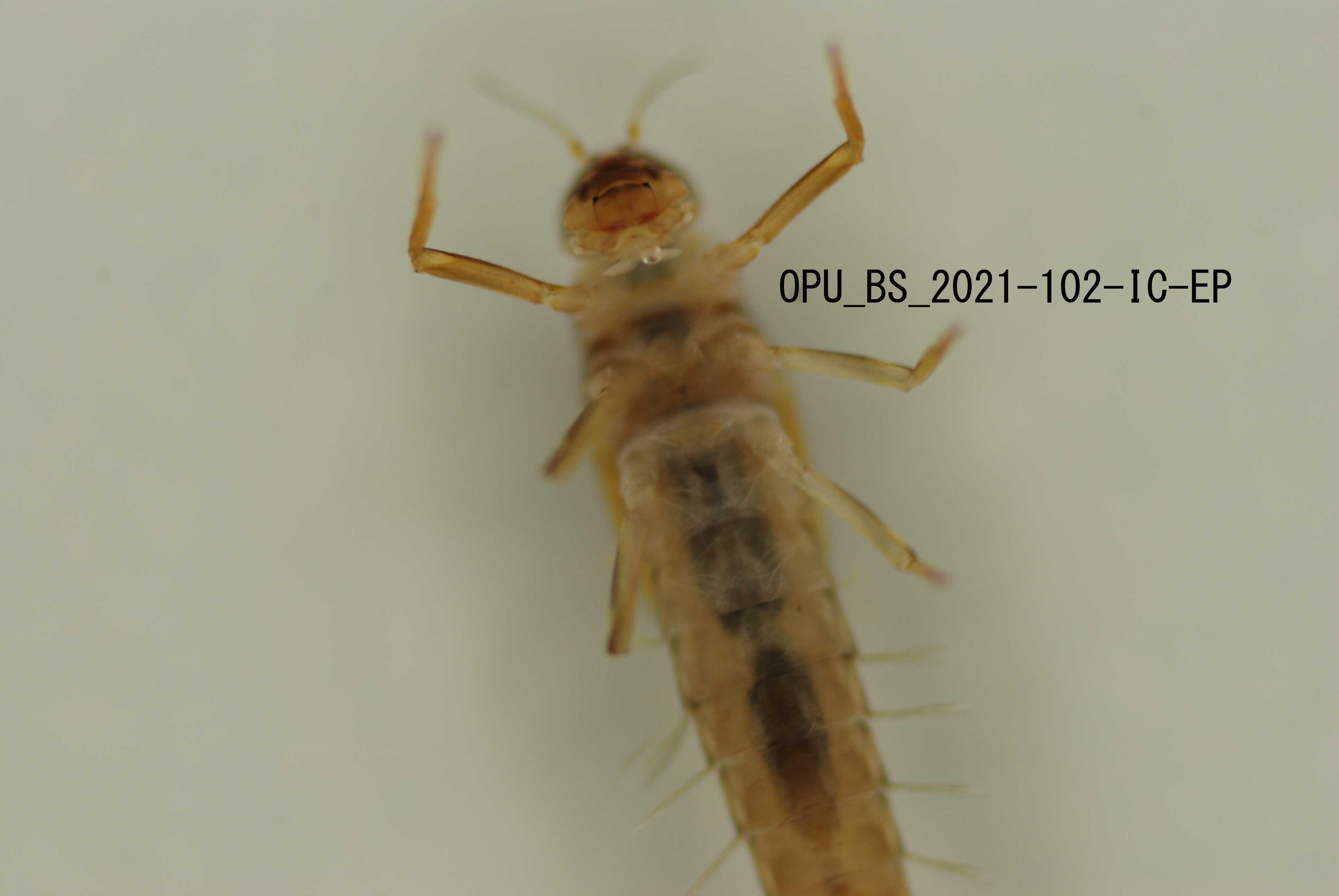 ventral