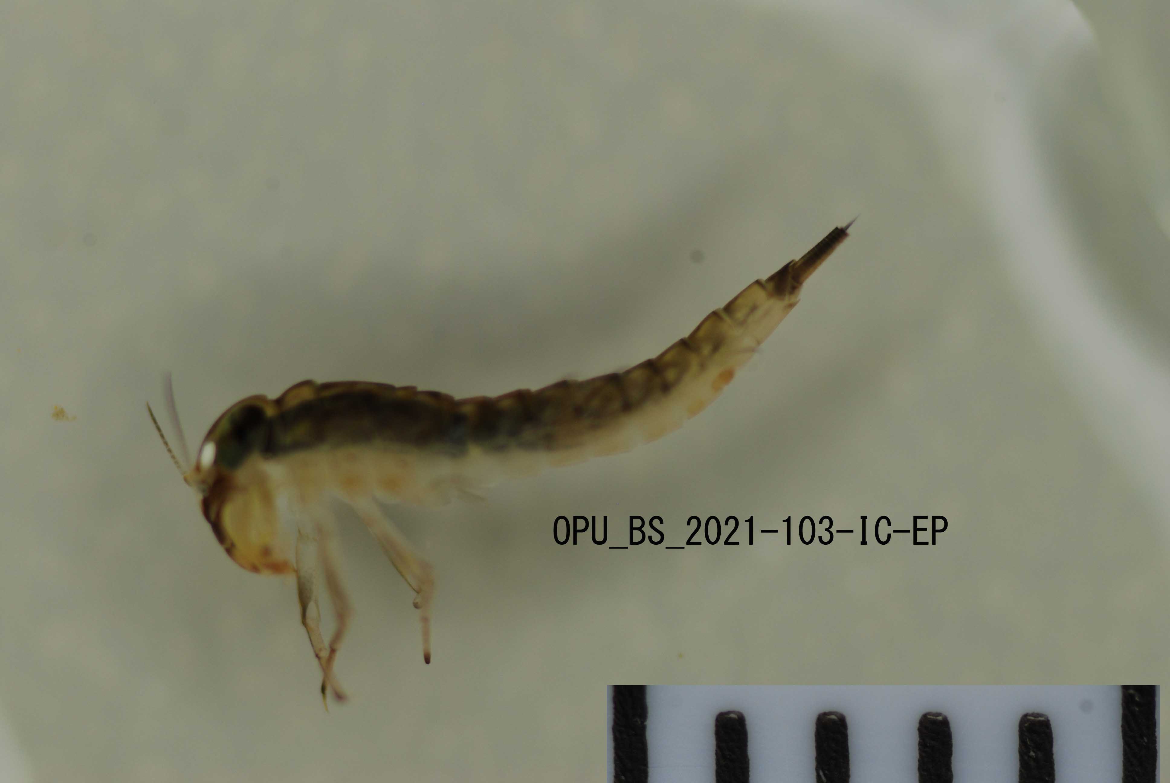 lateral