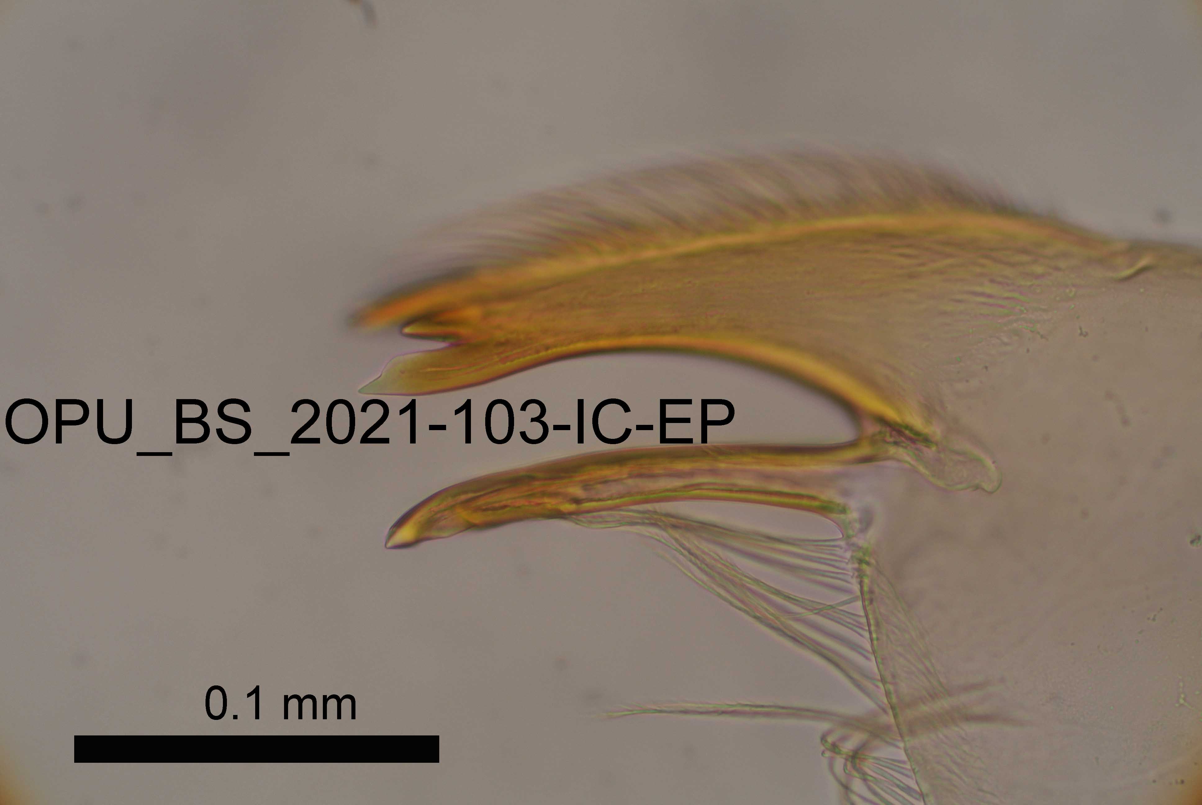 mandible
