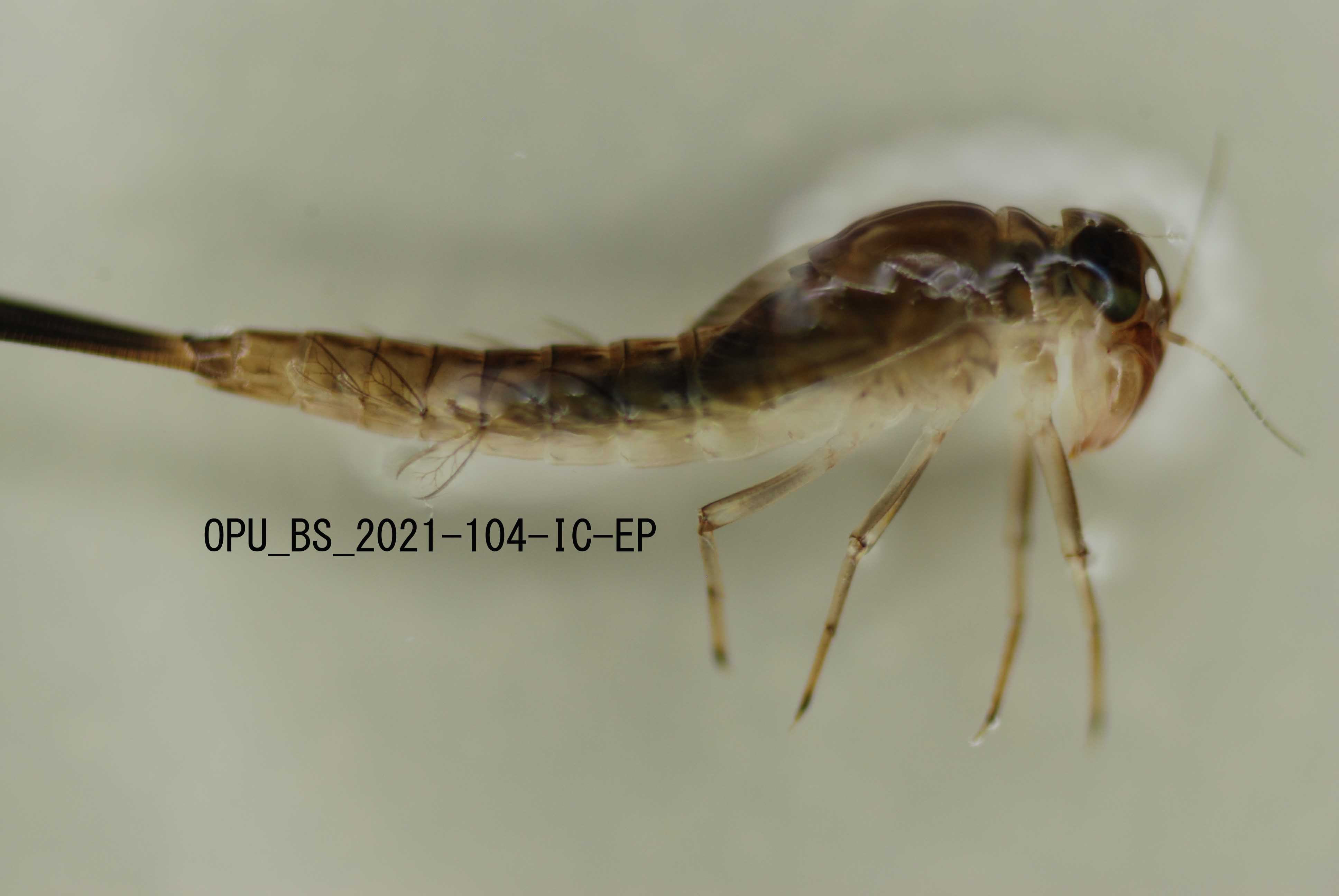 lateral