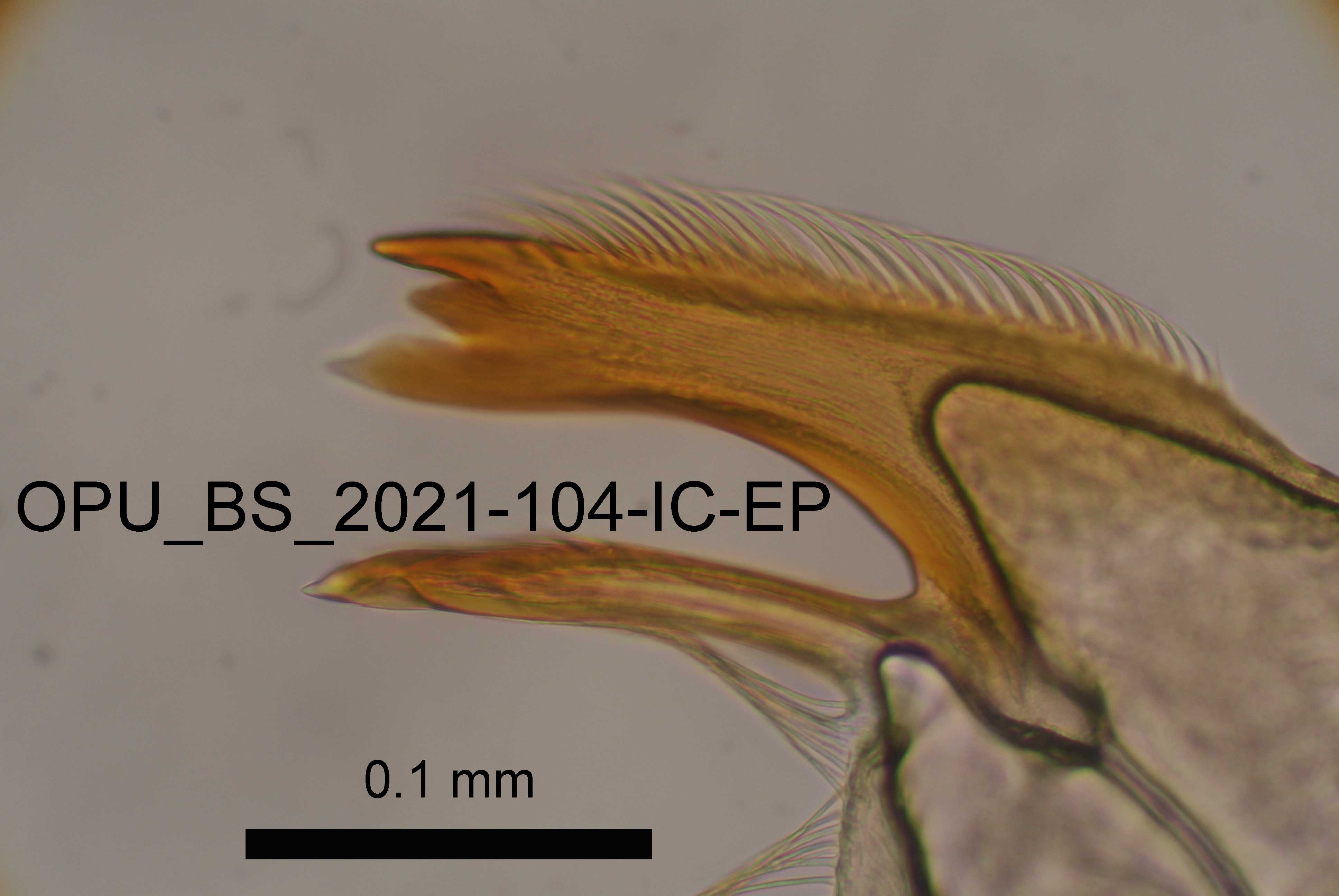 mandible
