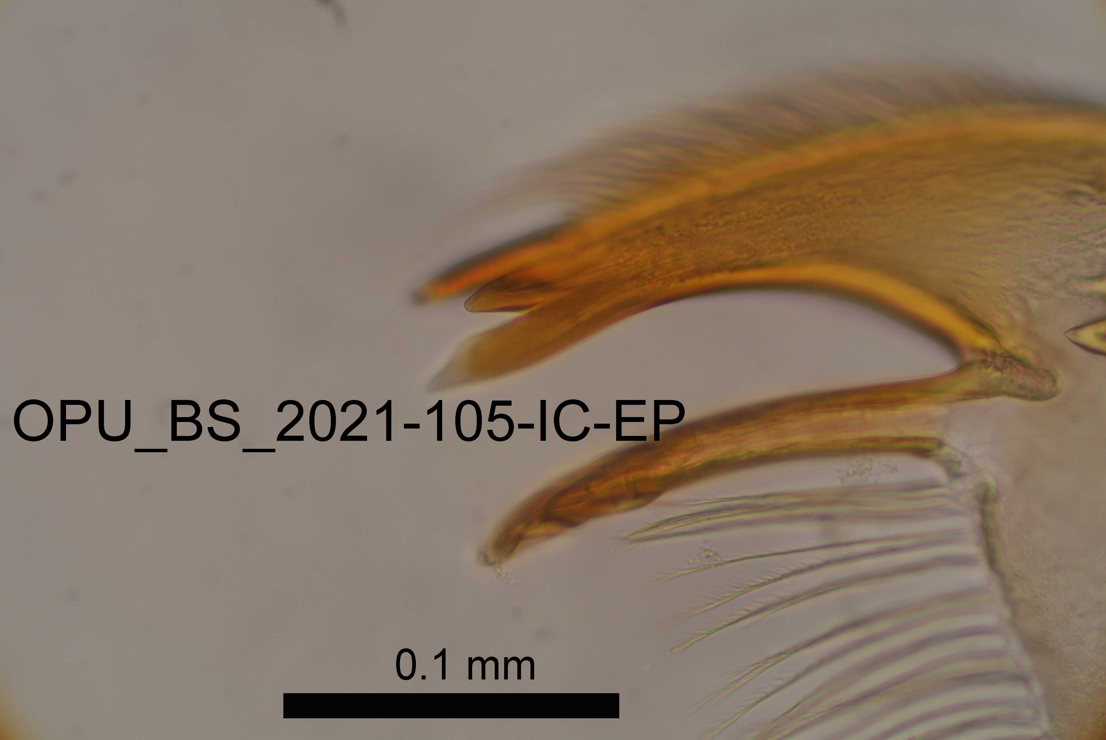 mandible