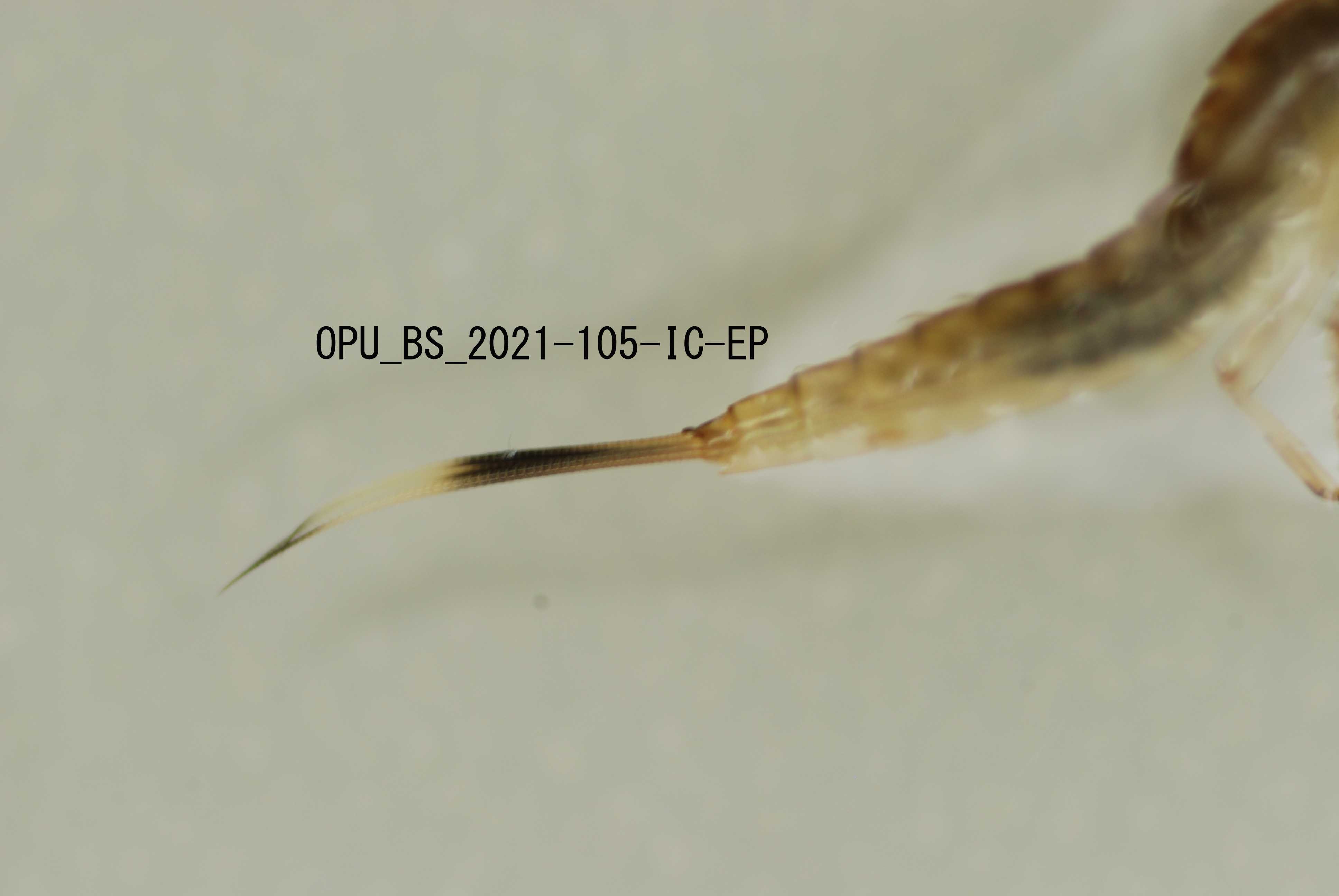 tail