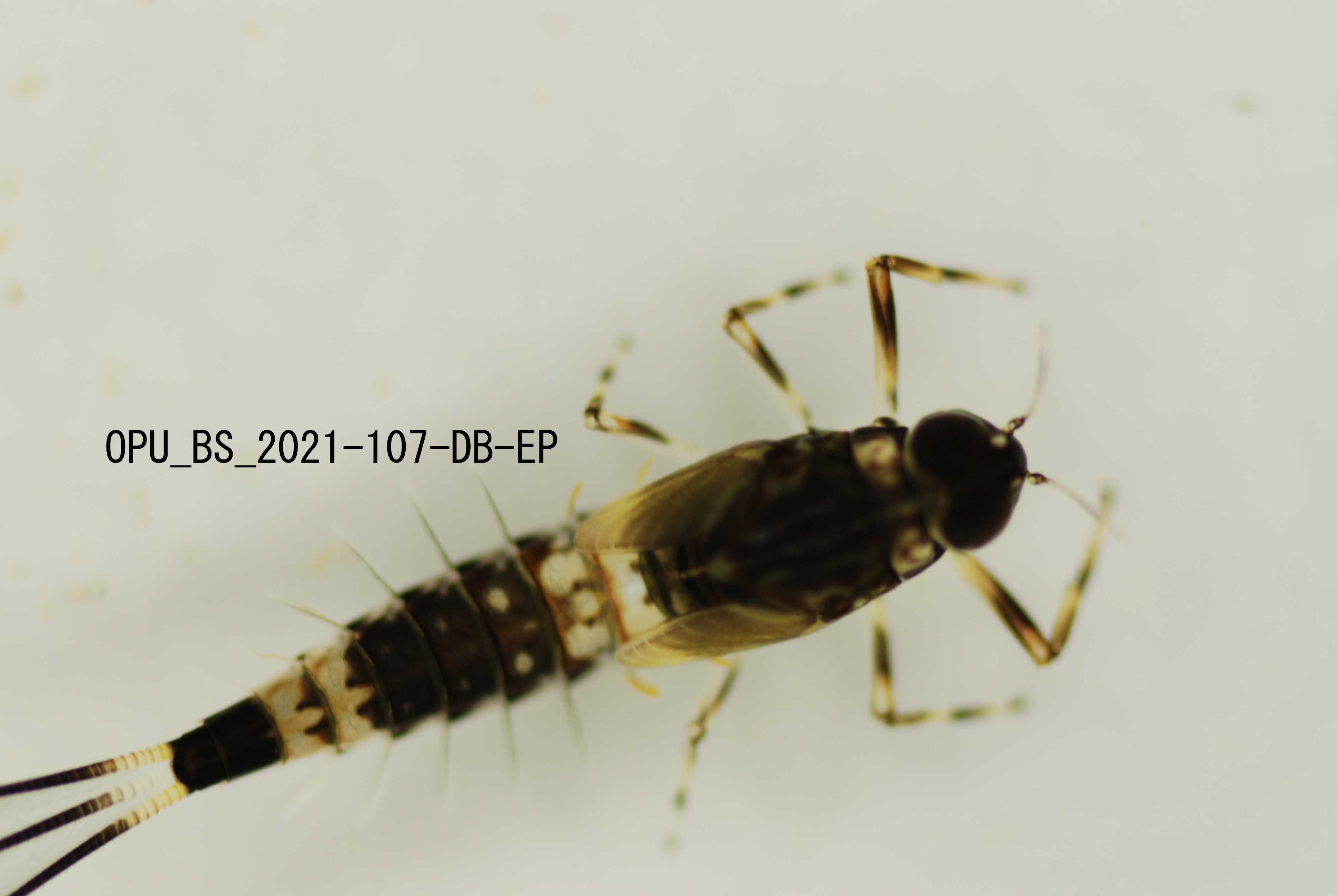 dorsal