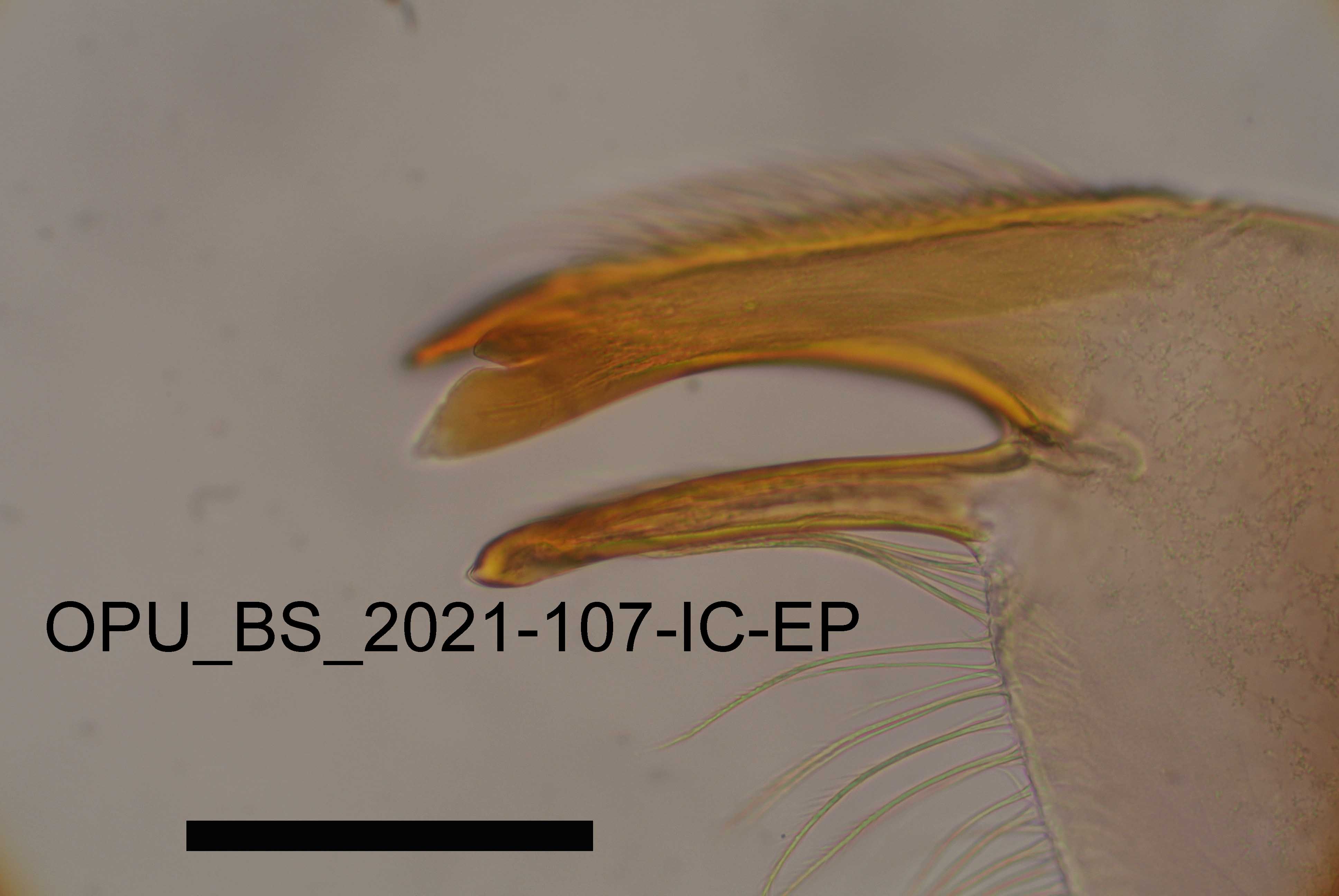 mandible