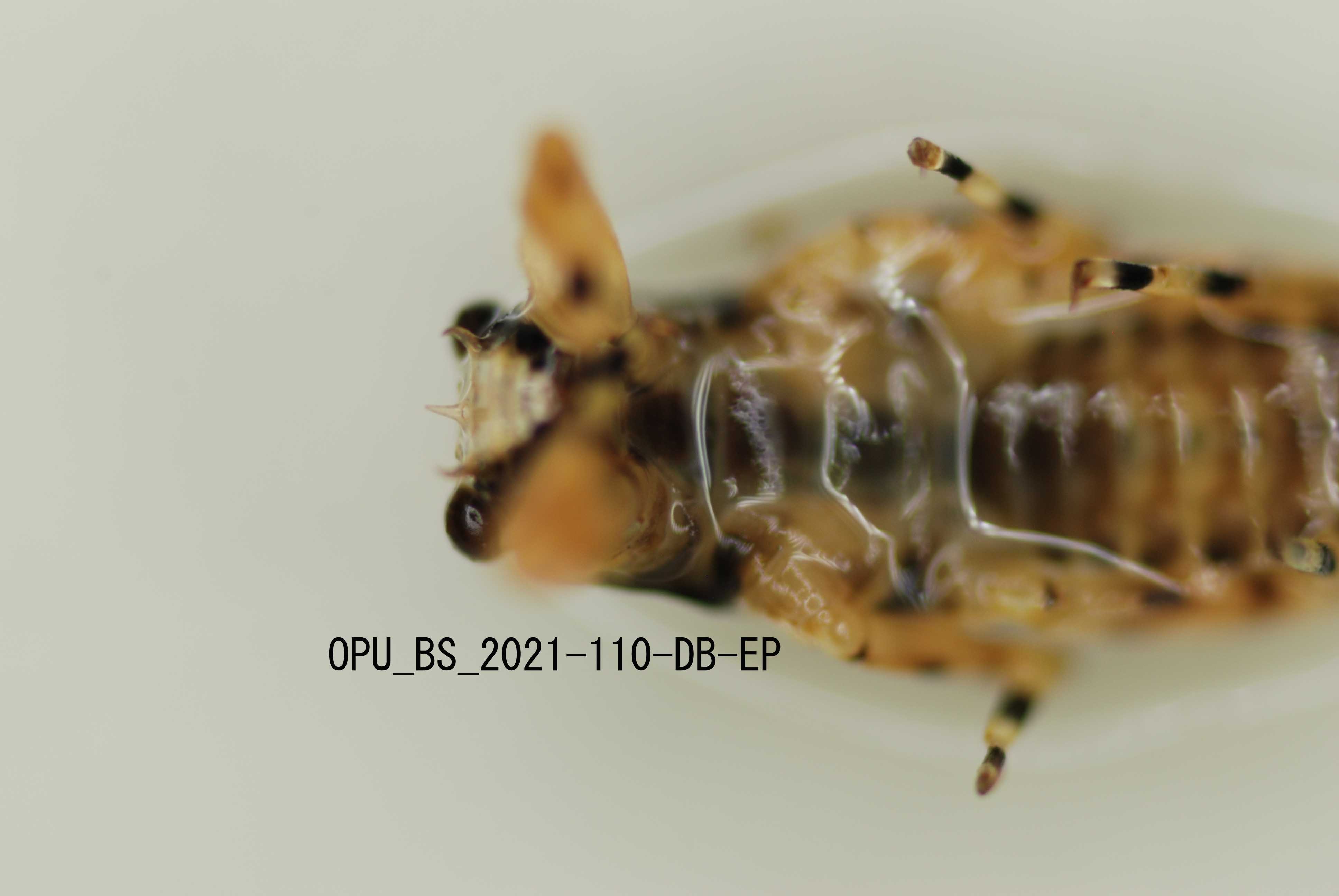 ventral