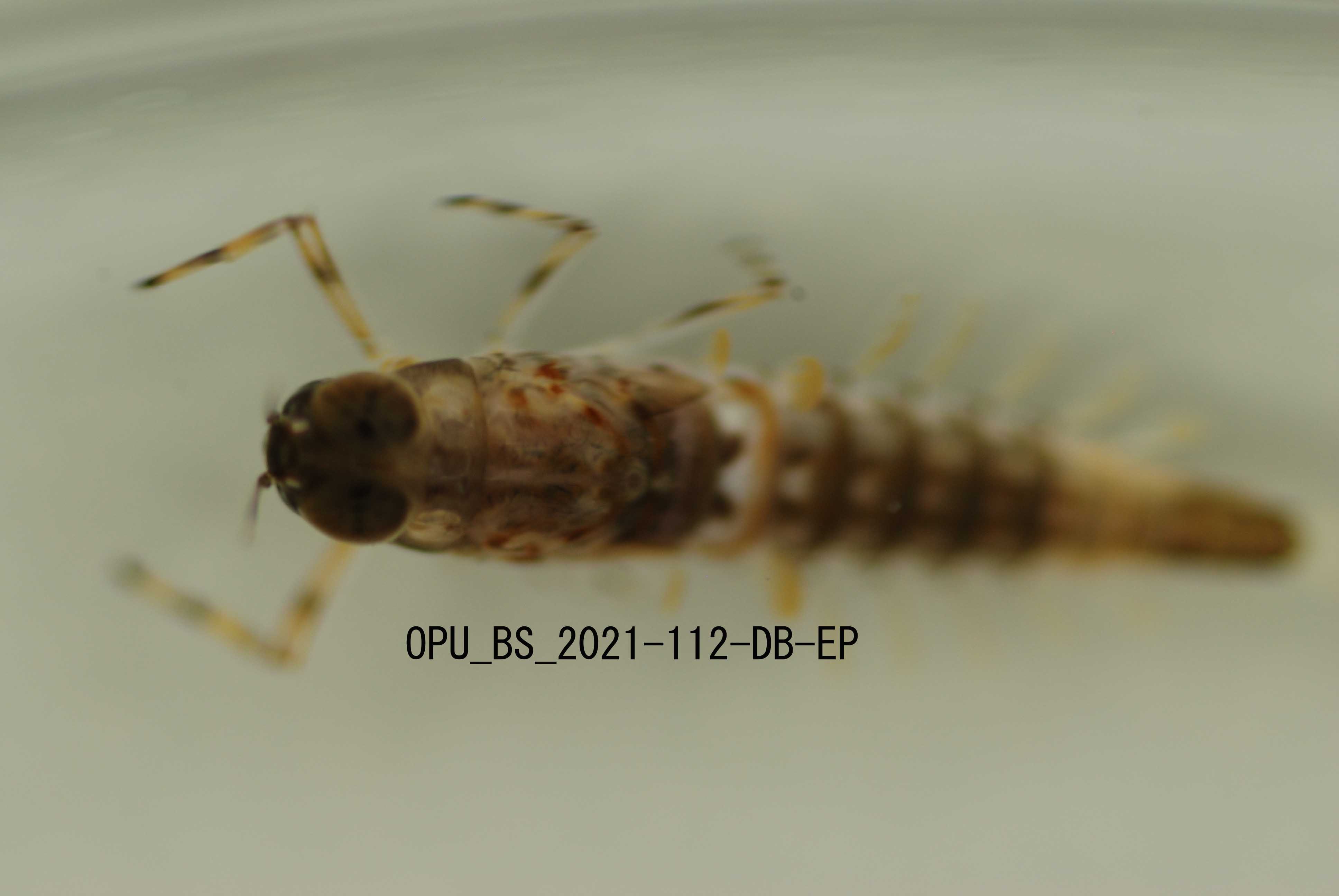 dorsal