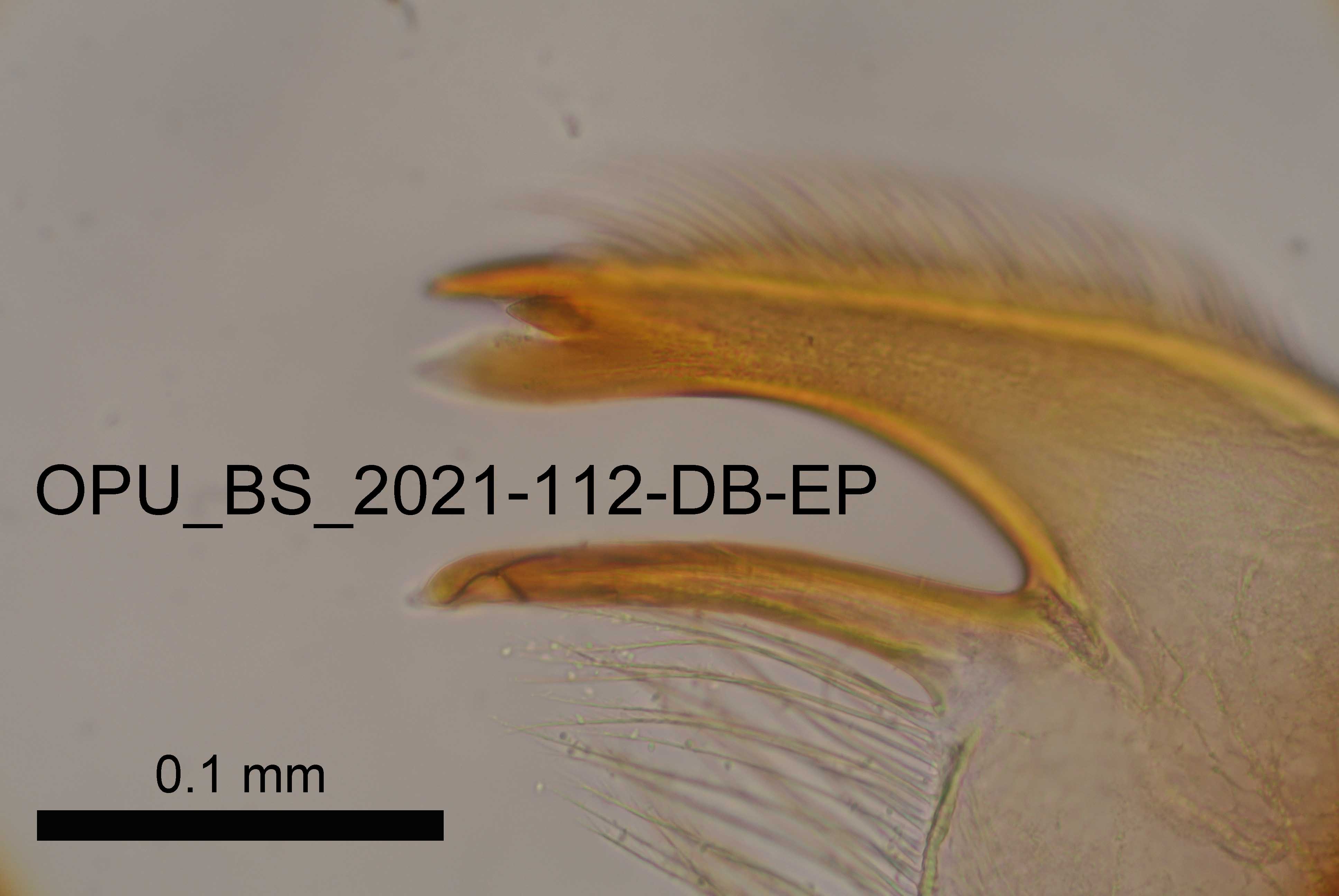 mandible
