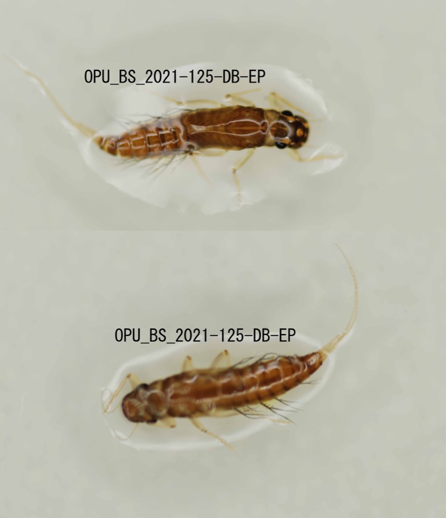 dorsal ventral