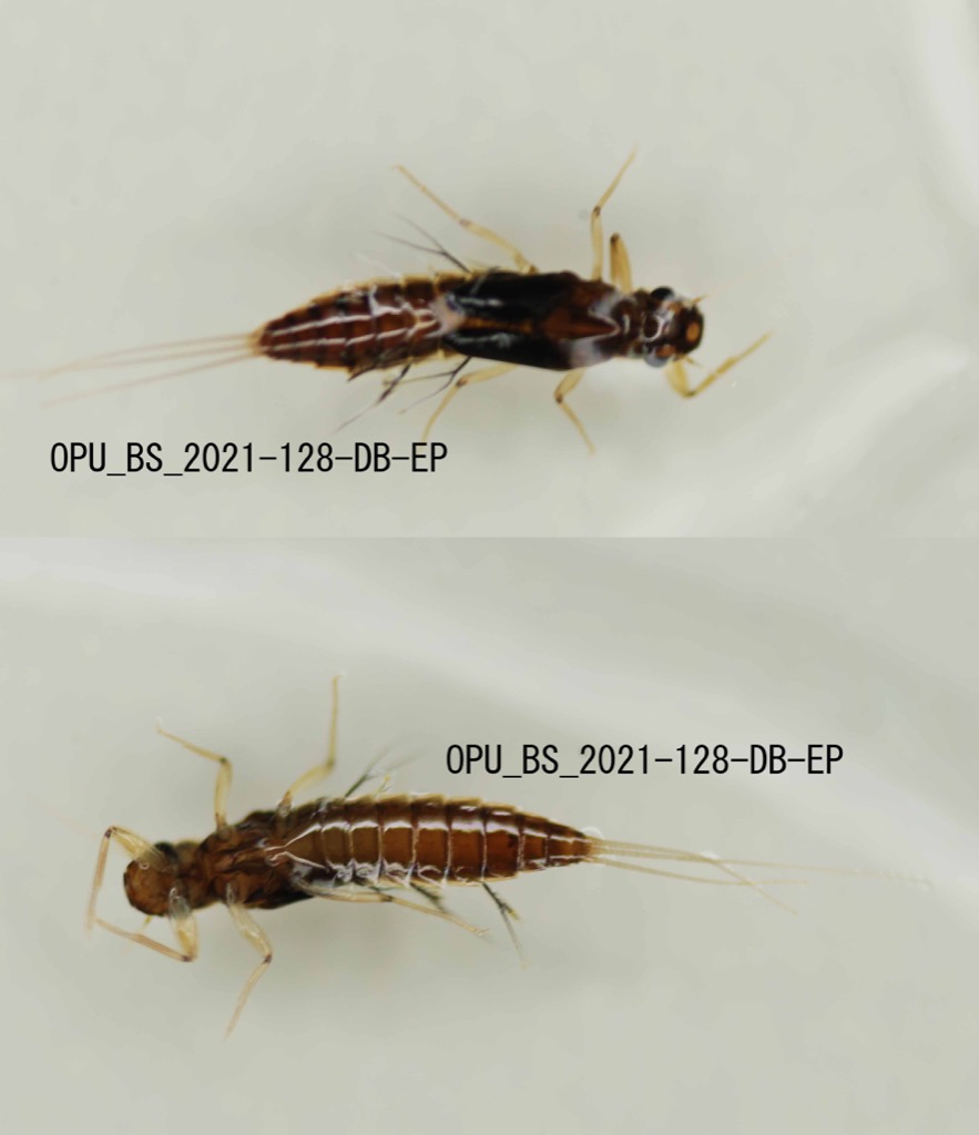 dorsal ventral