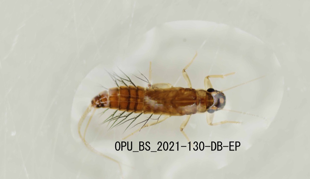 dorsal