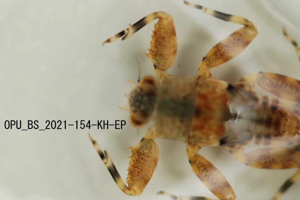 head and thorax dorsal