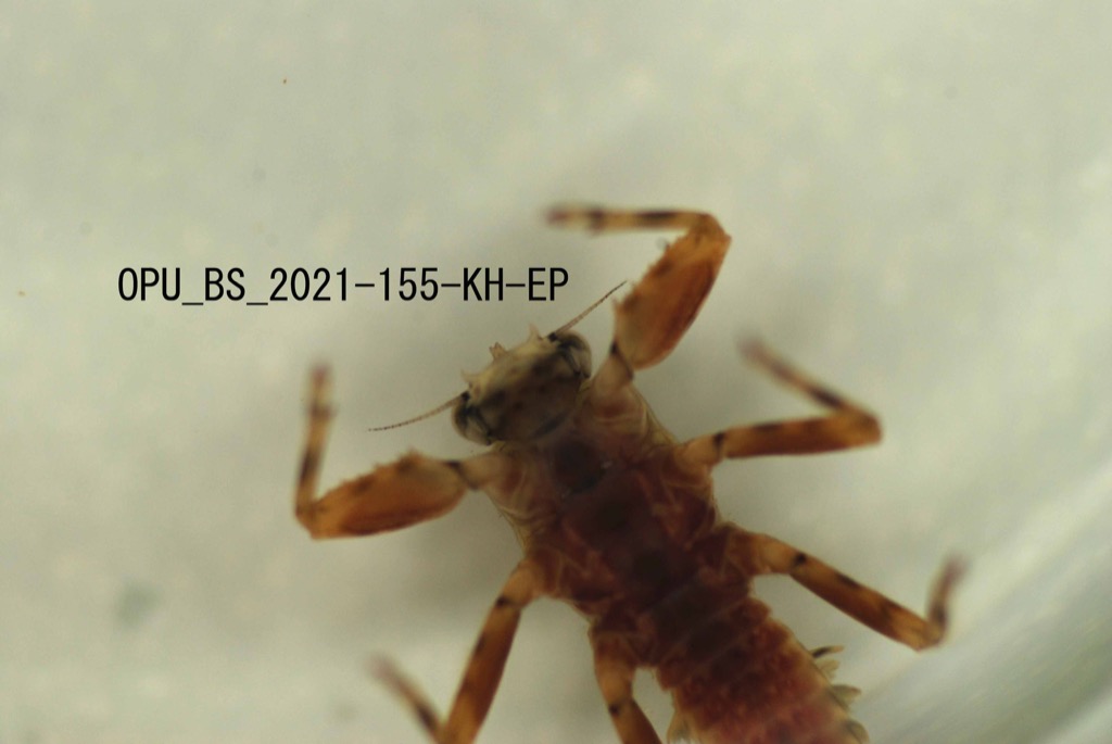 head and thorax ventral