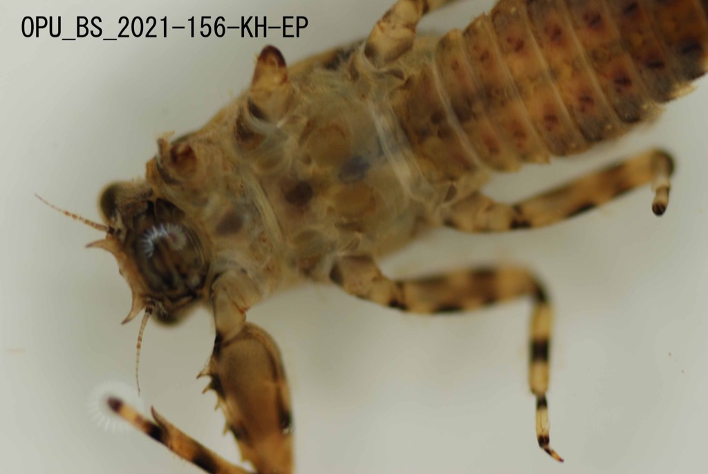 head and thorax ventral
