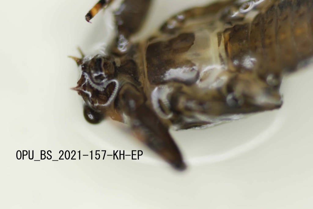 head and thorax ventral