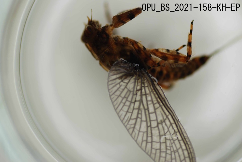 dorsal