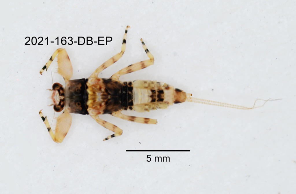 dorsal