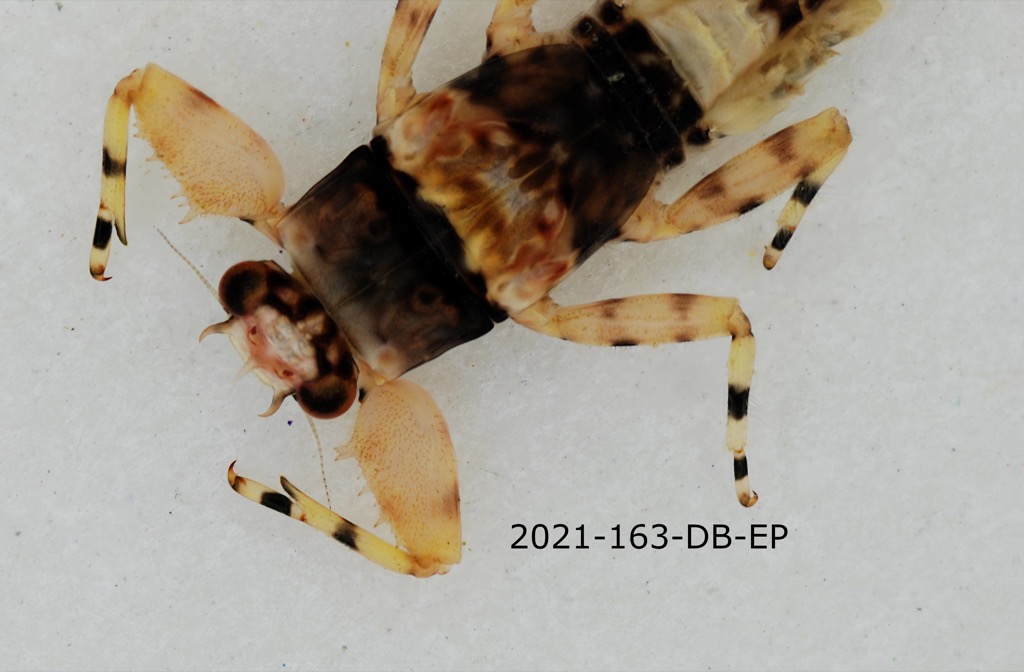 dorsal