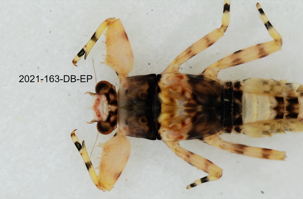 dorsal